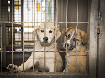 מאות כלבים הורדמו בבית המחסה (צילום: השירותים הוטרינריים גוש דן, חדשות)