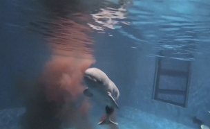 תיעוד: לווייתן נולד (צילום: רויטרס, חדשות)