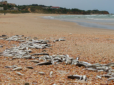 זיהום בחוף פלמחים. ארכין (צילום: גיא כהן, חדשות)