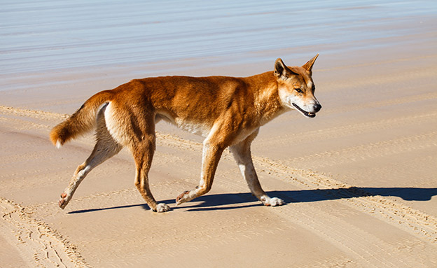 כלב הבר האוסטרלי שמפיל אימה על התיירים (צילום: 123RF, חדשות)
