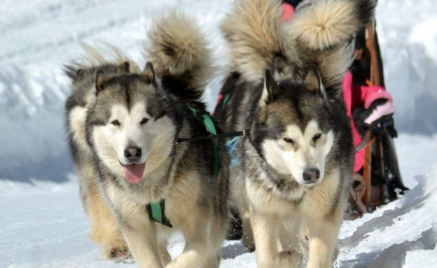 כלבי מזחלות עמותת ארז (צילום: חנה שלג)