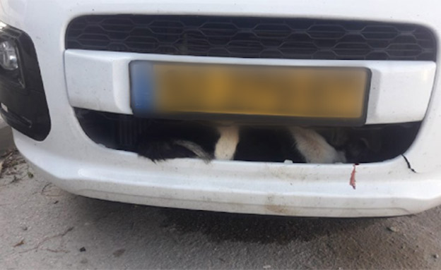 טמבון הרכב בו נתקע הכלבה (צילום: תנו לחיות לחיות, חדשות)