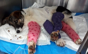 הכלב מהתאונה באשקלון (צילום: חדשות)
