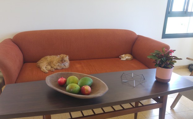 חתולים על הספה (צילום: צילום פרטי)