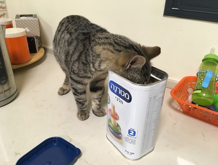חתול אוכל מטרנה (צילום: צילום פרטי)