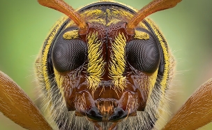 צפו: חרקים בגובה העיניים (צילום: שחם טמיר, חדשות)