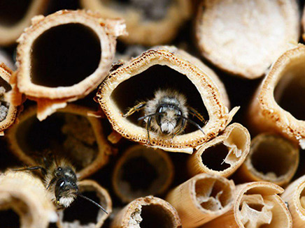 הדבורים - מהקורבנות הראשונים לג ההכחדה ה (צילום: SKY NEWS, חדשות)