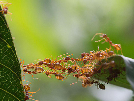 הסביבה הופכת בלתי אפשרית לחי החרקים (צילום: SY NEWS, חדשות)