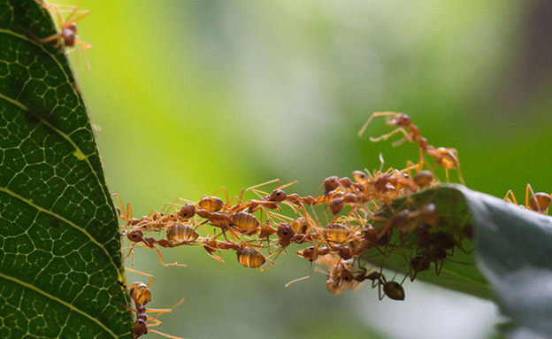 הסביבה הופכת בלתי אפשרית לחי החרקים (צילום: SY NEWS, חדשות)