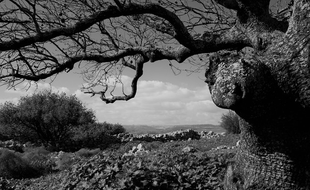 עץ עתיק מול לבנון (צילום: לימור הולץ)
