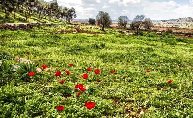 בדרך לקרן נפתלי (צילום: לימור הולץ)