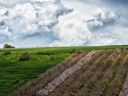 שקדיות בתבור (צילום: לימור הולץ)