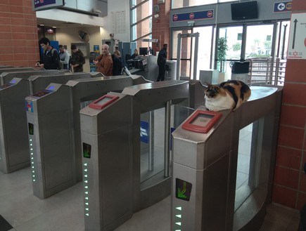 מיצי - החתולה של רכבת קריית אריה (צילום: דוברות רכבת ישראל)