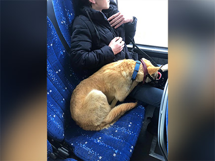 בגלל כלב: כלא את נוסעיו באוטובוס (צילום: שקד‎, חדשות)