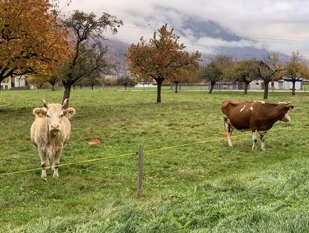 פרות בכפר אינטרלאקן בשוויץ (צילום: ינון בן שושן, mako חופש)