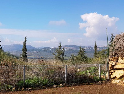 לוטם (צילום: מיקי קודה, חיפה סנצ'ורי)