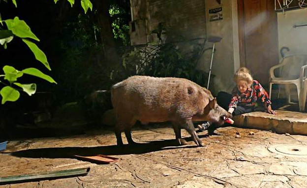רחל גליקליך וחזירי הבר (צילום: באדיבות המצולמת)