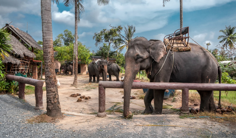 פילים בתאילנד (צילום:  Dmitry V. Petrenko, shutterstock)