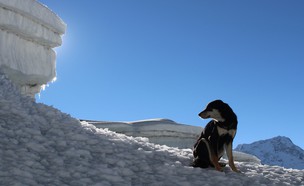 הכלבה מרה ודון וורגובסקי בהימלאיה (צילום: Facebook Don Wargowsky)