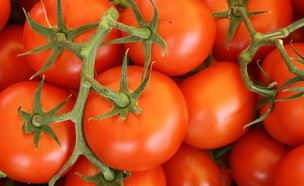 עגבניות  (צילום: lars-blankers, unsplash)