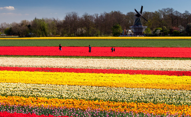 שדות צבעוני (צילום: Shutterstock - Markus Gebauer)