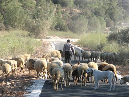 רועה צאן, ארכיון (צילום: אורלי שגב, חדשות)