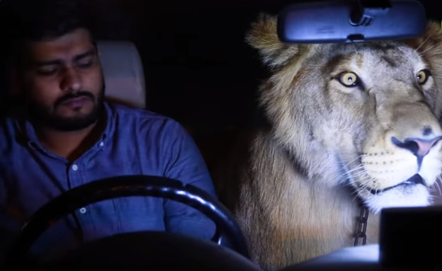 אריה ברכב (צילום: יוטיוב\Barcroft Animals)