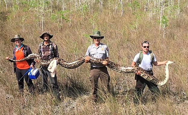 הנחש שנלכד: 5 מטר, 65 ק"ג (צילום: national park service, florida‎, חדשות)