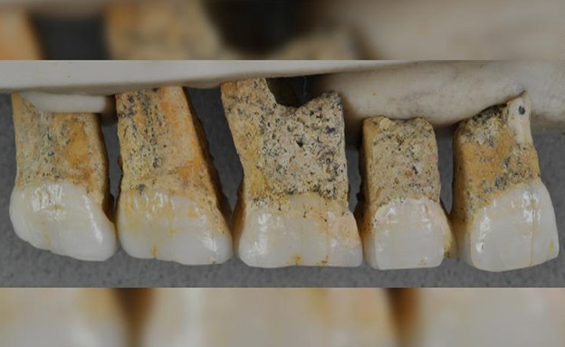 שיניים של הומו לוזוננסיס שנחשפו (צילום: CNN, חדשות)
