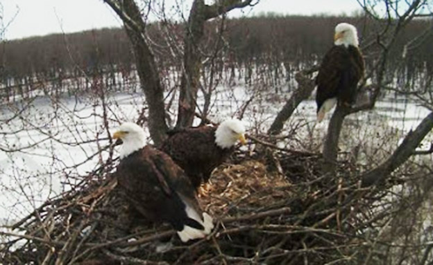 שלושה גוזלים - ושלושה הורים (צילום: Stewards of the Upper Mississippi River Refuge, חדשות)