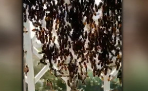 הפתעה מבעיתה: אלפי דבורים על החלון (צילום: מתוך "חדשות הבוקר" , קשת12)
