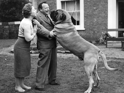 כלב מסטיף ענק (צילום: GettyImages - Keystone)