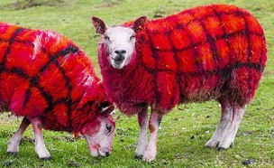 כבשי טארטן (צילום: olivergburke, twitter)