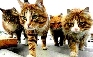 אויב מספר אחת: החתולים (צילום: טוויטר, חדשות)