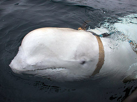לוויתן ריגול רוסי (צילום: חדשות)