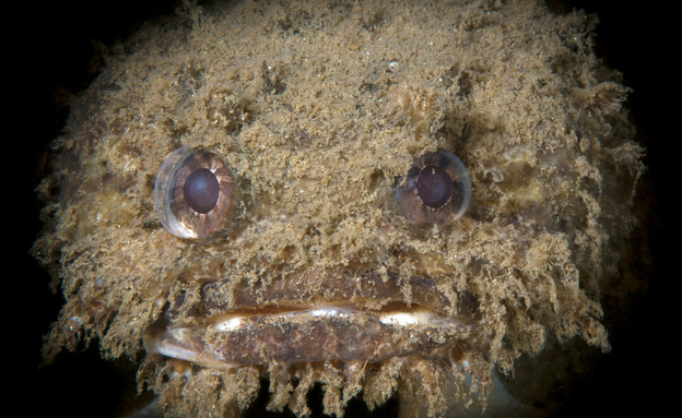 קרפדנוניים  (צילום: shutterstock | DiveIvanov)