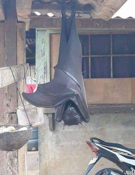 עטלף עצום או שקר של פוטושופ? (צילום: פייסבוק\mindunleashedart)