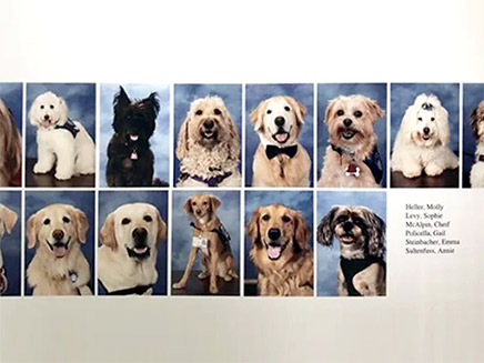 הכלבים הפכו לסלבס בבית הספר (צילום: מתוך ספר המחזור של התיכון בארה