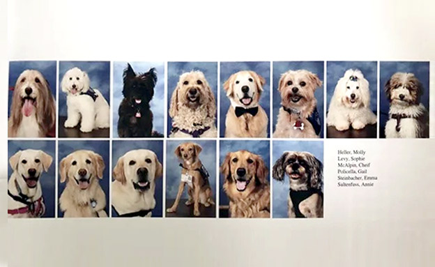 הכלבים הפכו לסלבס בבית הספר (צילום: מתוך ספר המחזור של התיכון בארה"ב, חדשות)