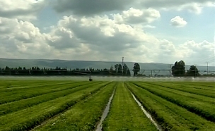 שדות חקלאיים בגליל, גידולי קנאביס (צילום: חדשות 2)