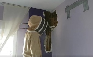 הדבר המפחיד שמצאו בקיר הבית (צילום: יוטיוב\La Vanguardia)