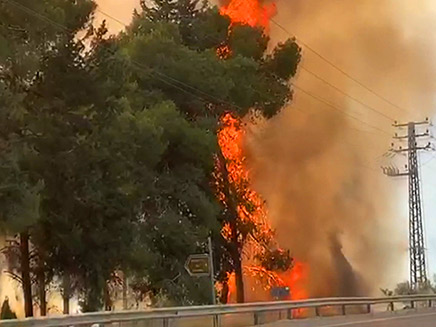 השרפה סמוך לכביש 443 (צילום: החדשות)
