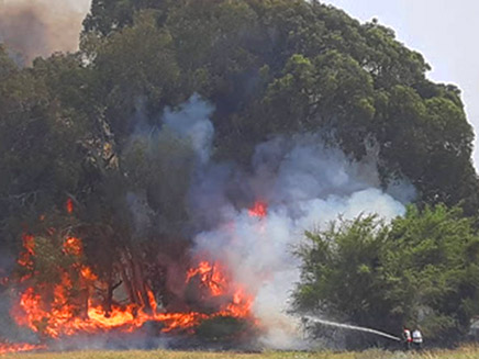 השרפה בכרמיה בדרום (צילום: שי כהן רשות הטבע והגנים, חדשות)