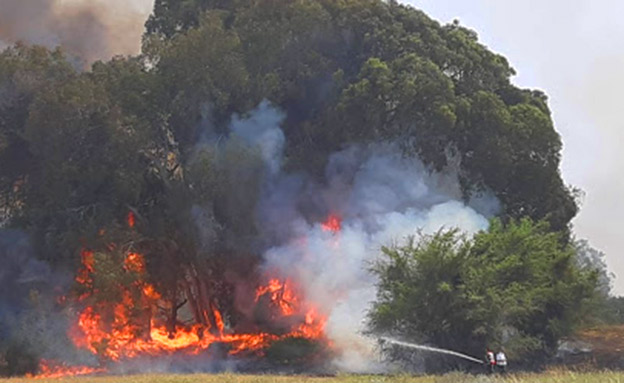 השרפה בכרמיה בדרום (צילום: שי כהן רשות הטבע והגנים, חדשות)