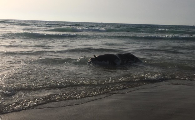 פרה בחוף הצוק (צילום: יוסי חלפון)