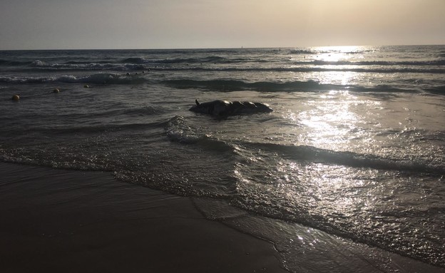 פרה בחוף הצוק 3 (צילום: יוסי חלפון)