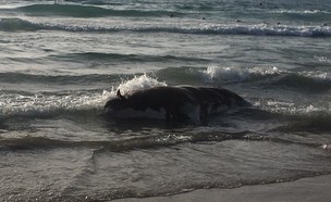 פרה בחוף הצוק 4 (צילום: יוסי חלפון)