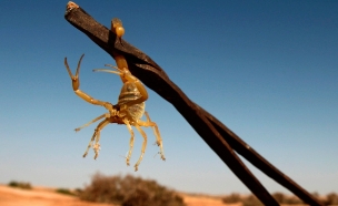 שמות חדשים לעקרבים ועכבישים (צילום: רויטרס, חדשות)