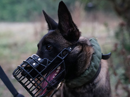 האם מותר לכלב לנשוך בפעילות מבצעית? (צילום: דובר צה