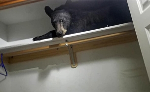 הדוב אותר כשהוא מנמנם (צילום: משטרת מיזולה, מונטנה, חדשות)